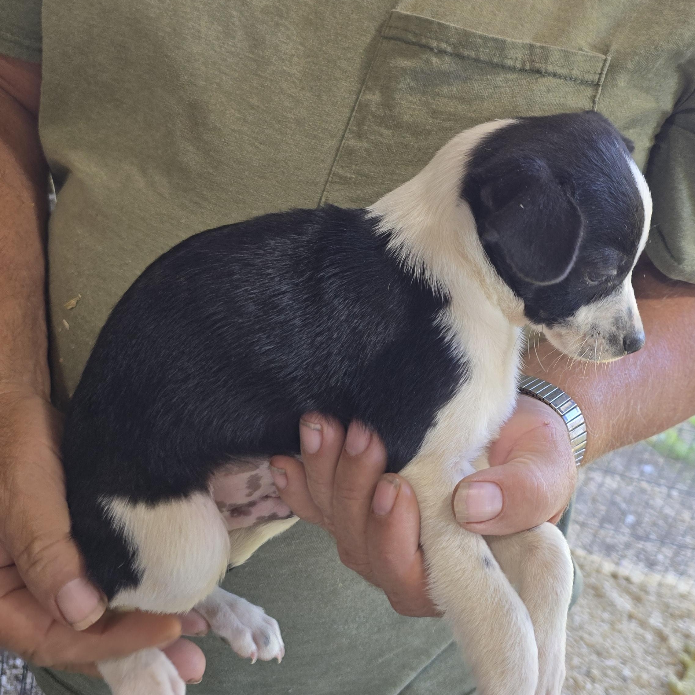 Enlarge Vinnie, a Adoptable mixed breed in Zaleski, OH image 2/2
