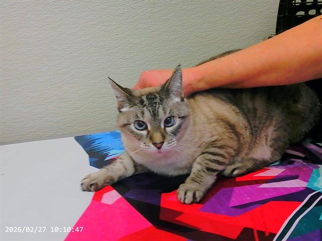 SATIVA, Adoptable, Senior Female Ragdoll & Domestic Short Hair.