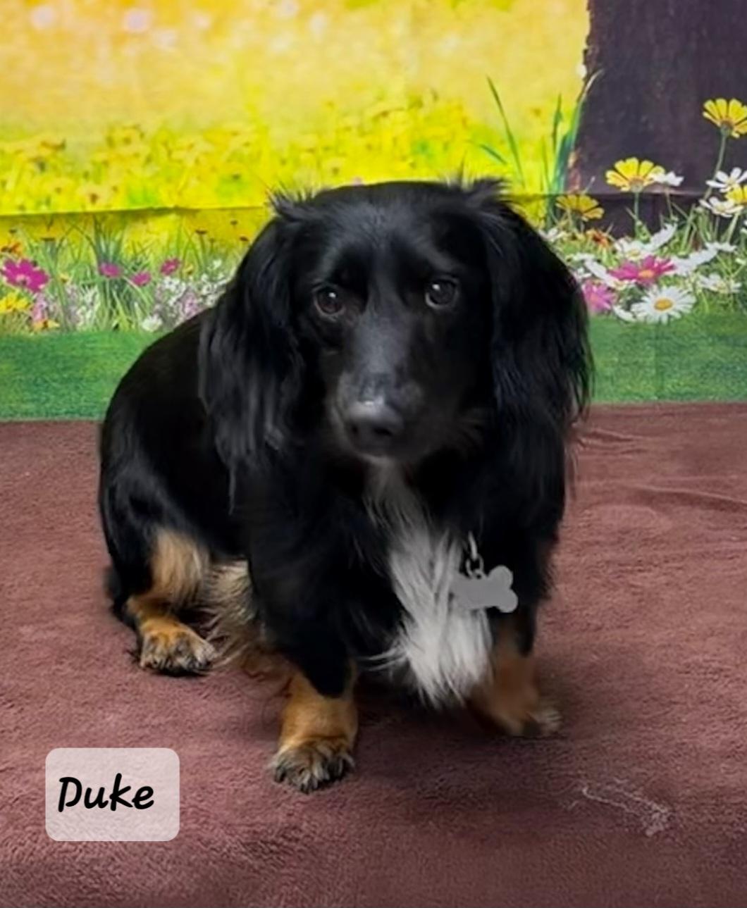 Duke, adopted, Adult Male Australian Shepherd & Dachshund.