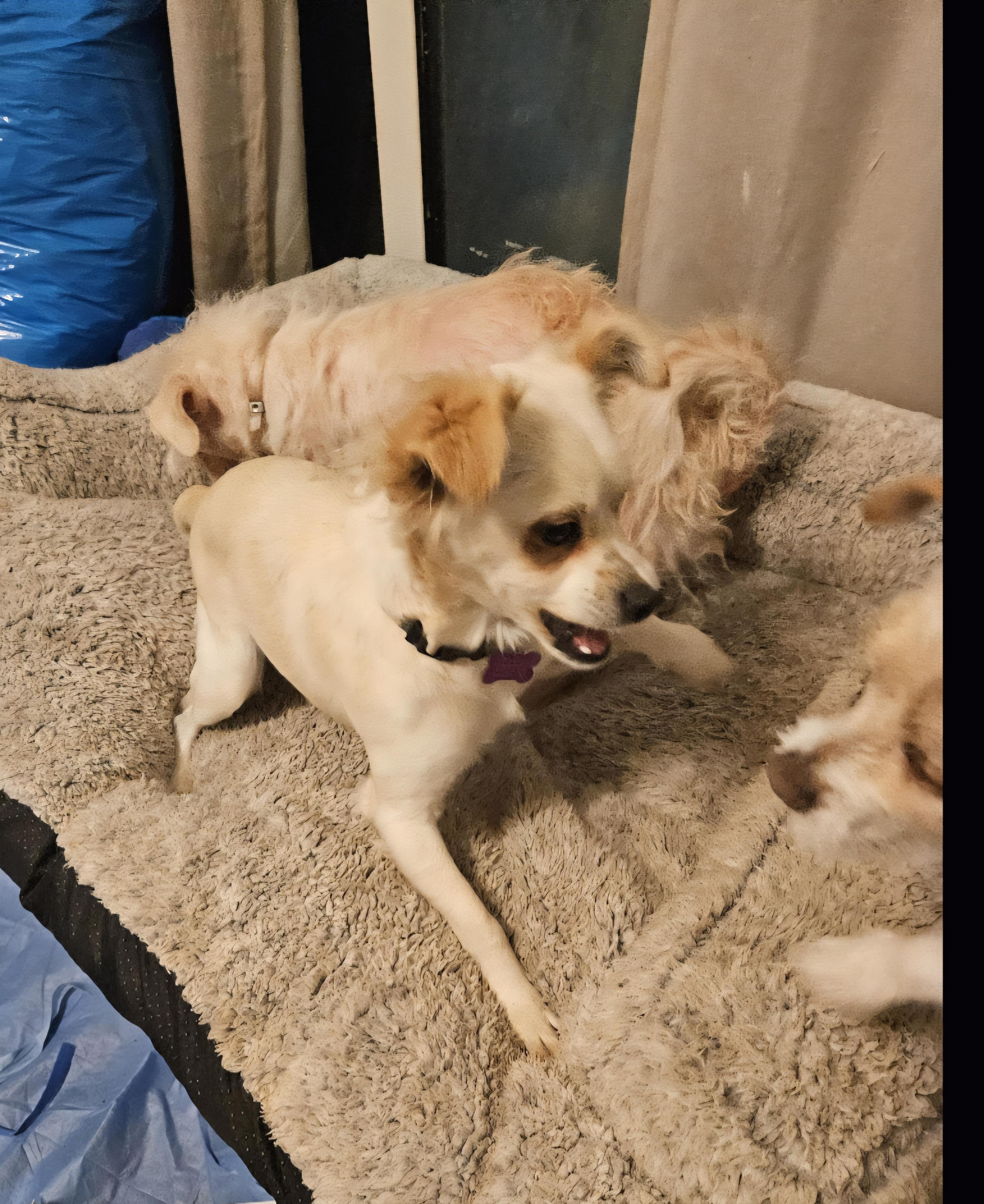 Enlarge Pommy, a Adopted mixed breed in Newport Beach, CA image 2/4