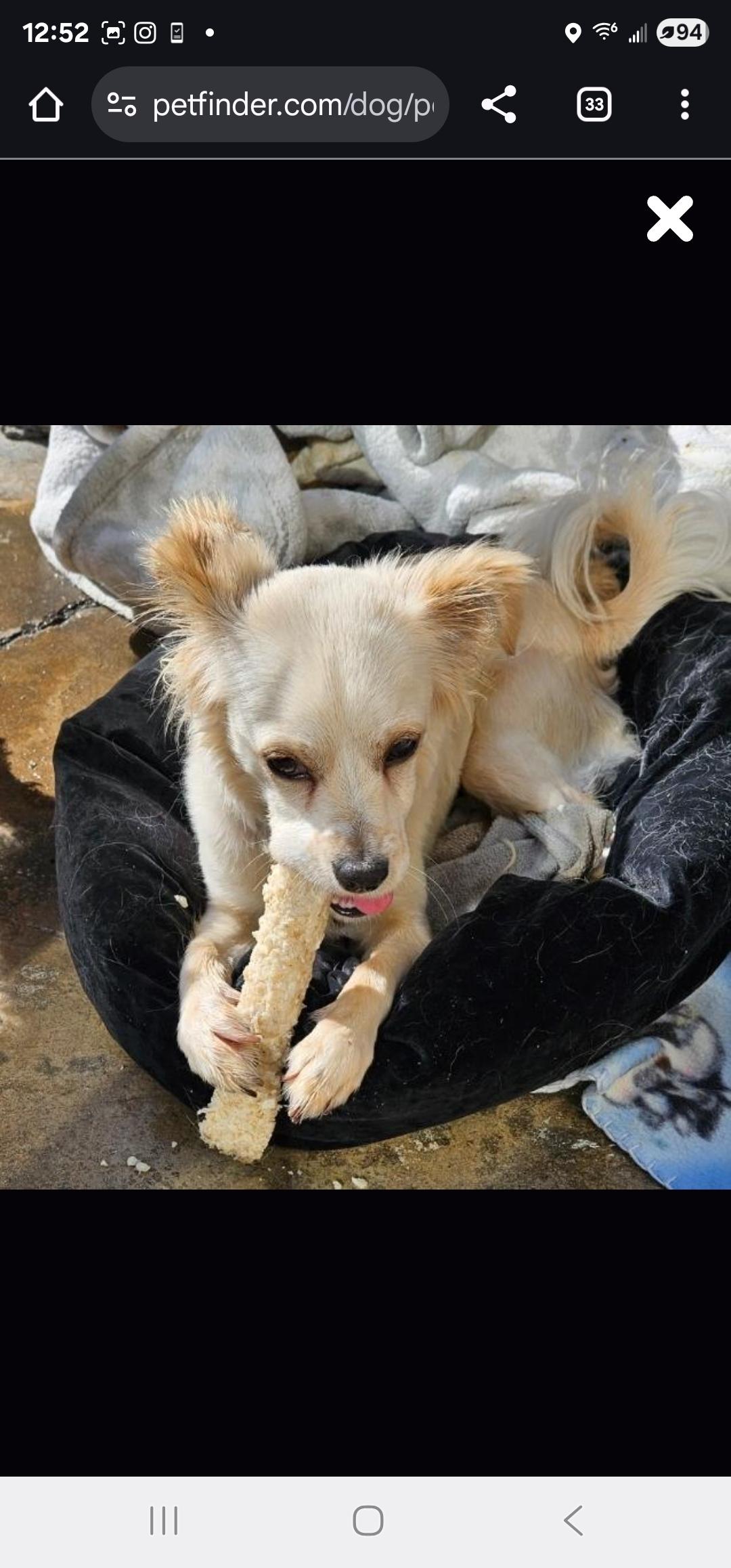 Enlarge Pommy, a Adopted mixed breed in Newport Beach, CA image 4/4