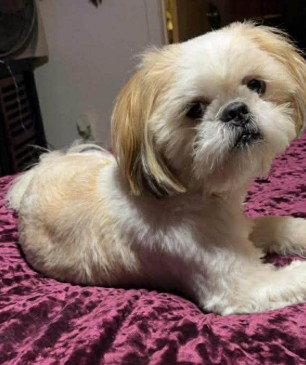 Hudson, Adopted, Young Male Shih Tzu.