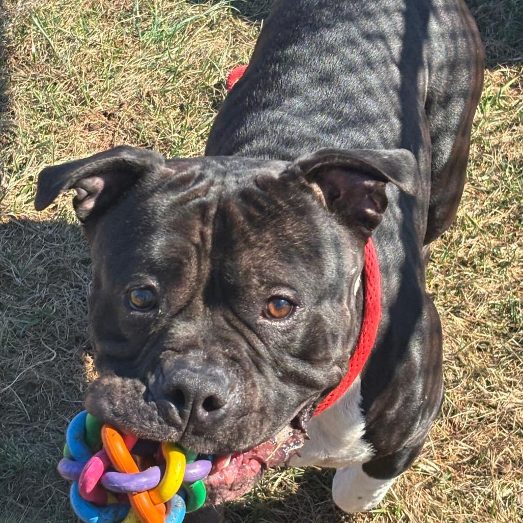 Bebe, Adoptable, Adult Male Pit Bull Terrier.
