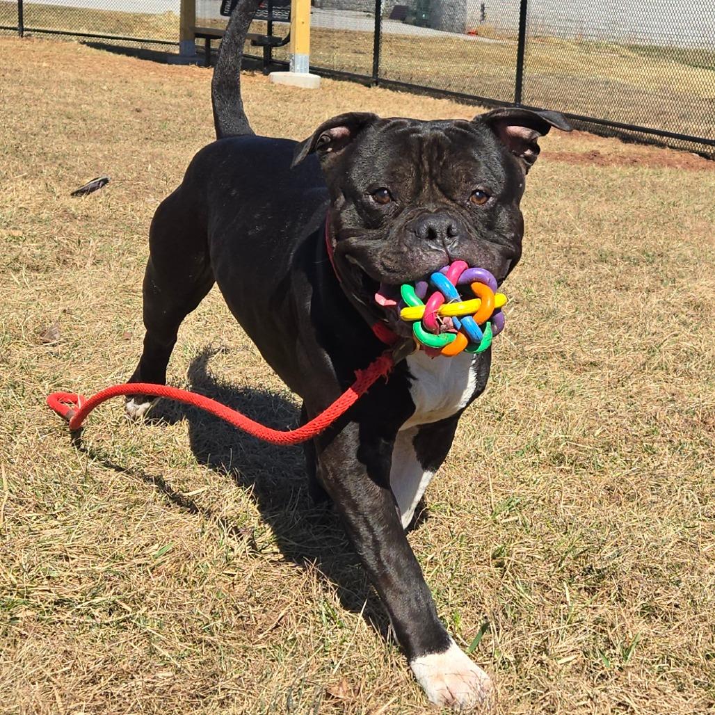 Enlarge Bebe, a Adoptable Pit Bull Terrier in York, PA image 2/6