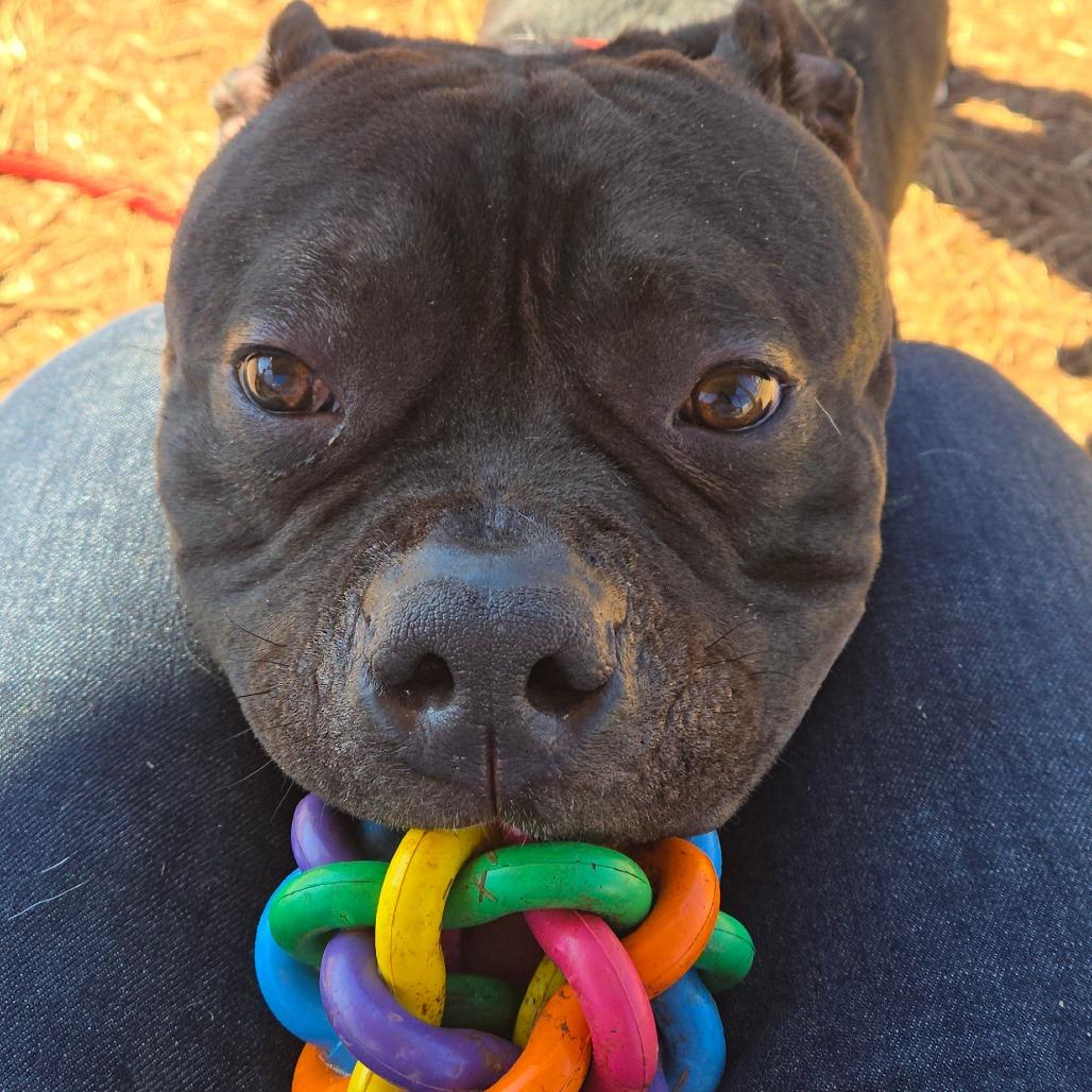 Enlarge Bebe, a Adoptable Pit Bull Terrier in York, PA image 3/6