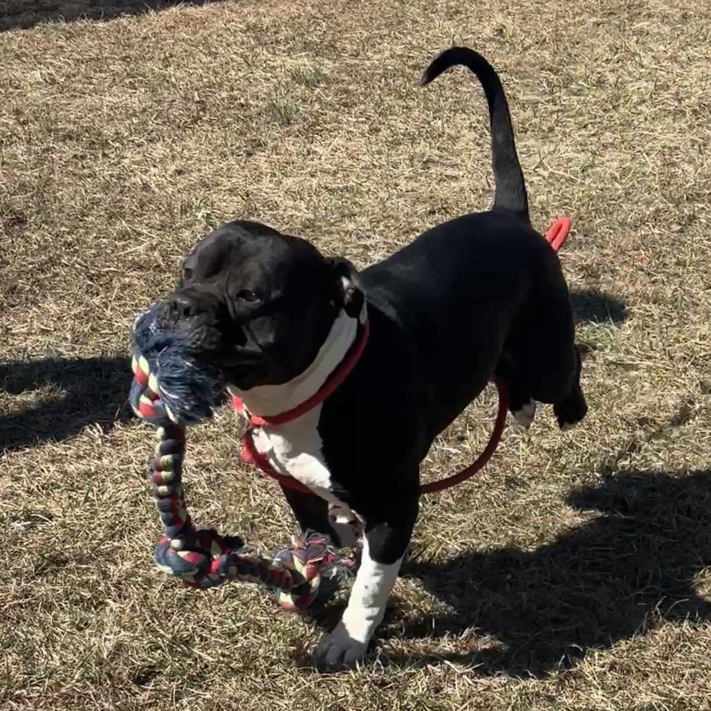 Enlarge Bebe, a Adoptable Pit Bull Terrier in York, PA image 4/6