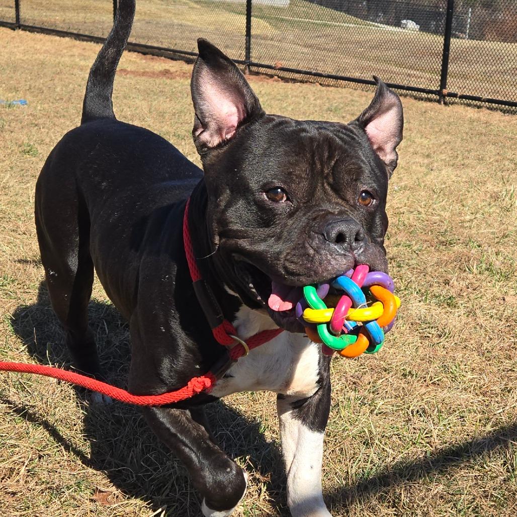 Enlarge Bebe, a Adoptable Pit Bull Terrier in York, PA image 5/6