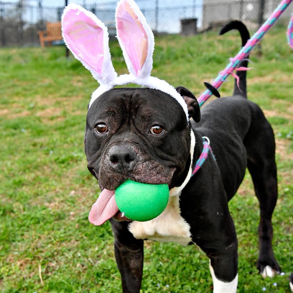 Enlarge Bebe, a Adoptable Pit Bull Terrier in York, PA image 6/6