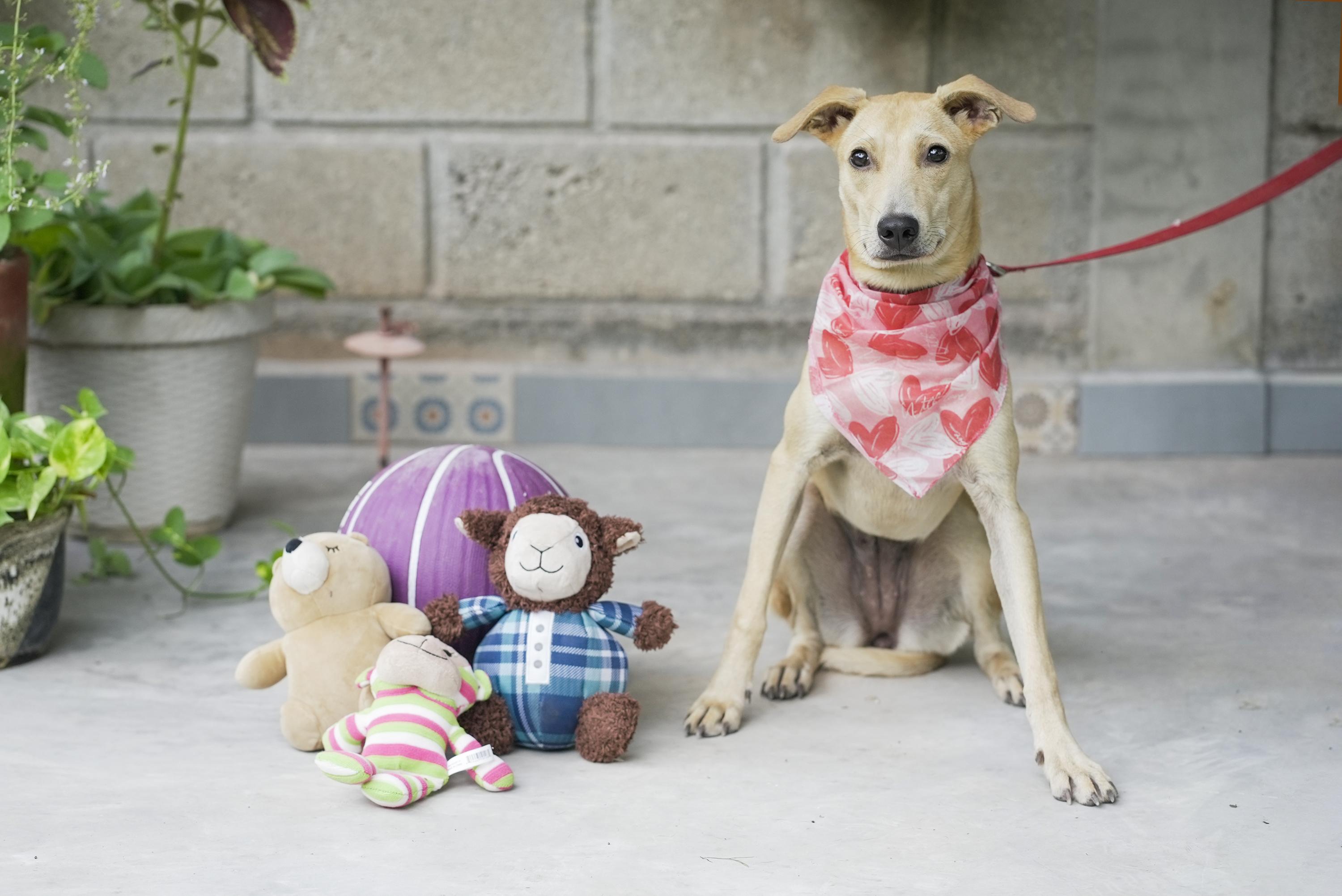 Jimmina, Adoptable, Young Female Whippet & Yellow Labrador Retriever.