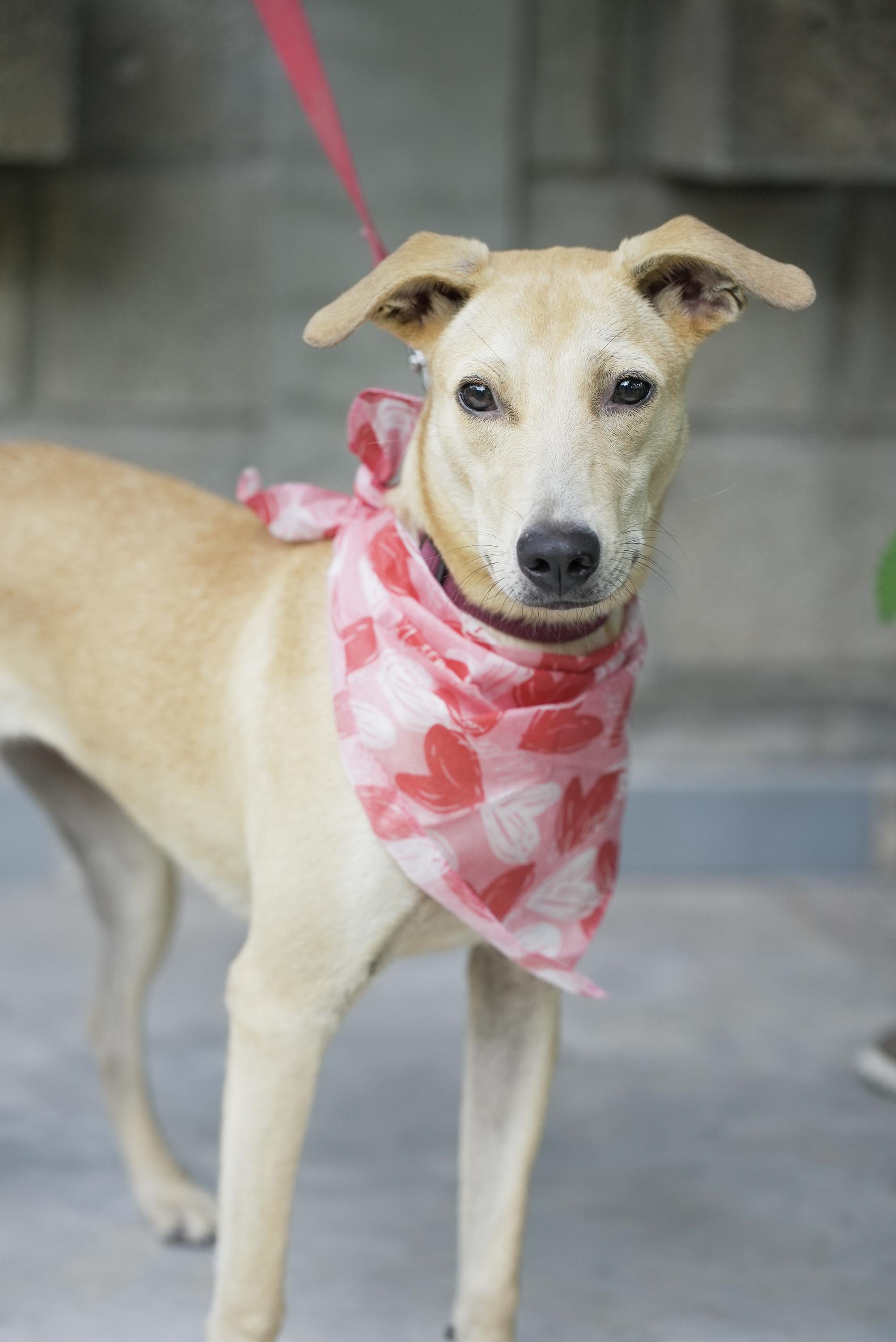 Jimmina, a Adoptable mixed breed in Nanaimo, BC image 3/5