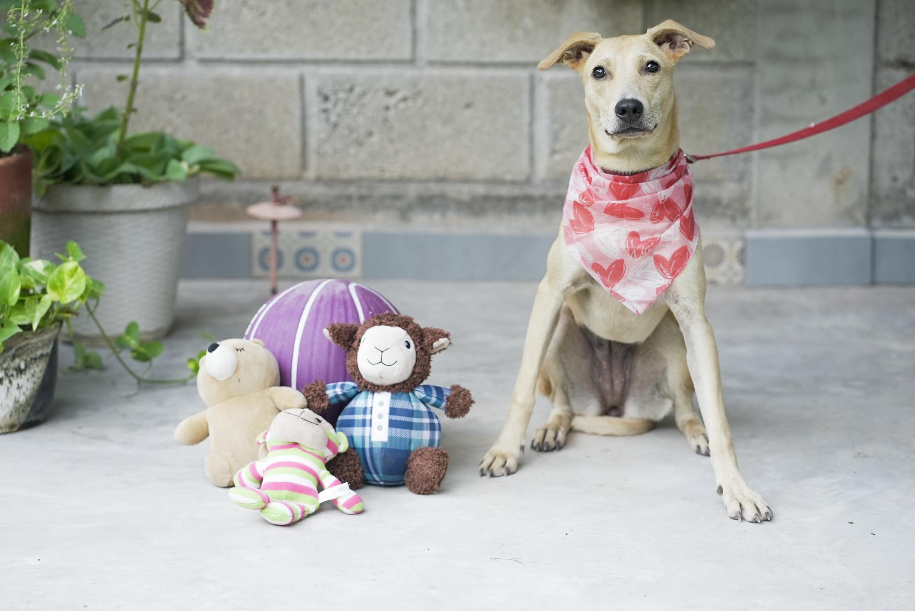 Jimmina, a Adoptable mixed breed in Nanaimo, BC image 4/5