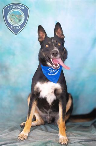 GUNNER, Adoptable, Adult Male German Shepherd Dog.
