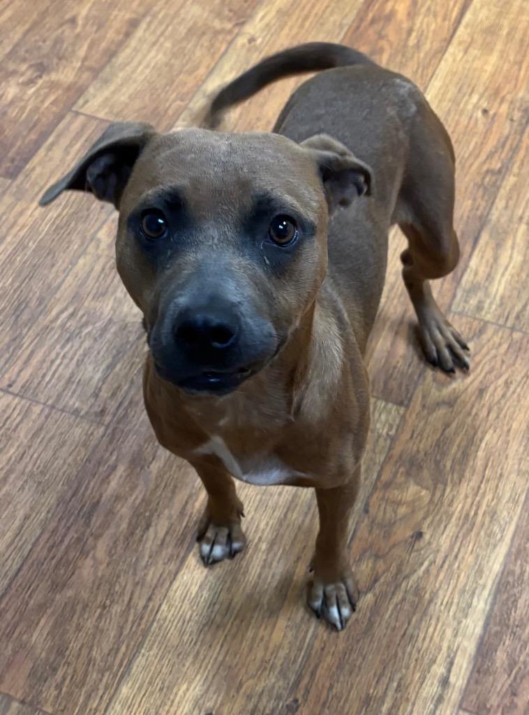 Nova Nebula, Adoptable, Young Female Mixed Breed.