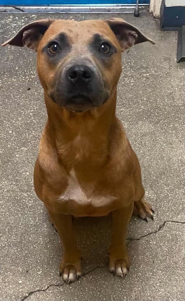 Enlarge Nova Nebula, a Adoptable Mixed Breed in Ocala, FL image 2/3