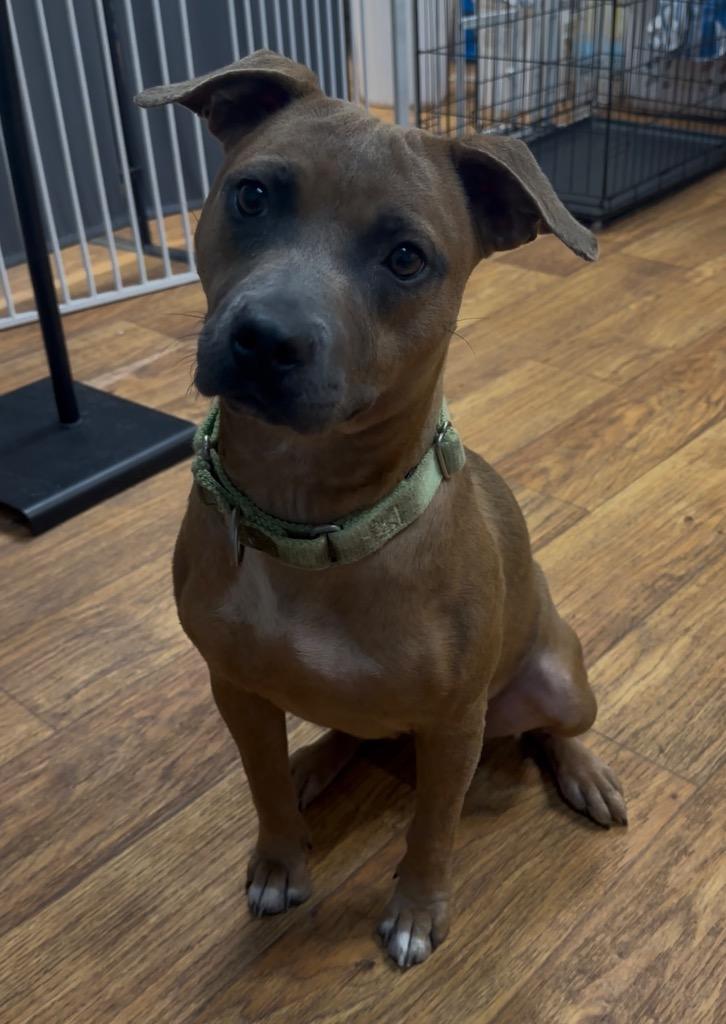 Enlarge Nova Nebula, a Adoptable Mixed Breed in Ocala, FL image 3/3