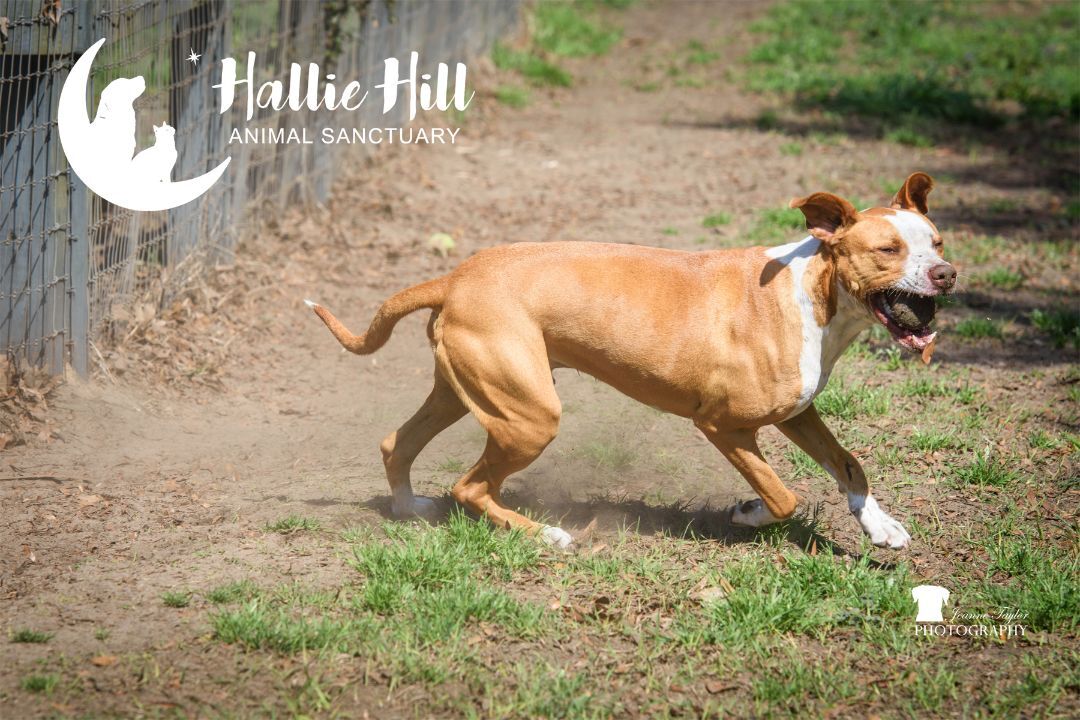 Simon, Adoptable, Adult Male Pit Bull Terrier.