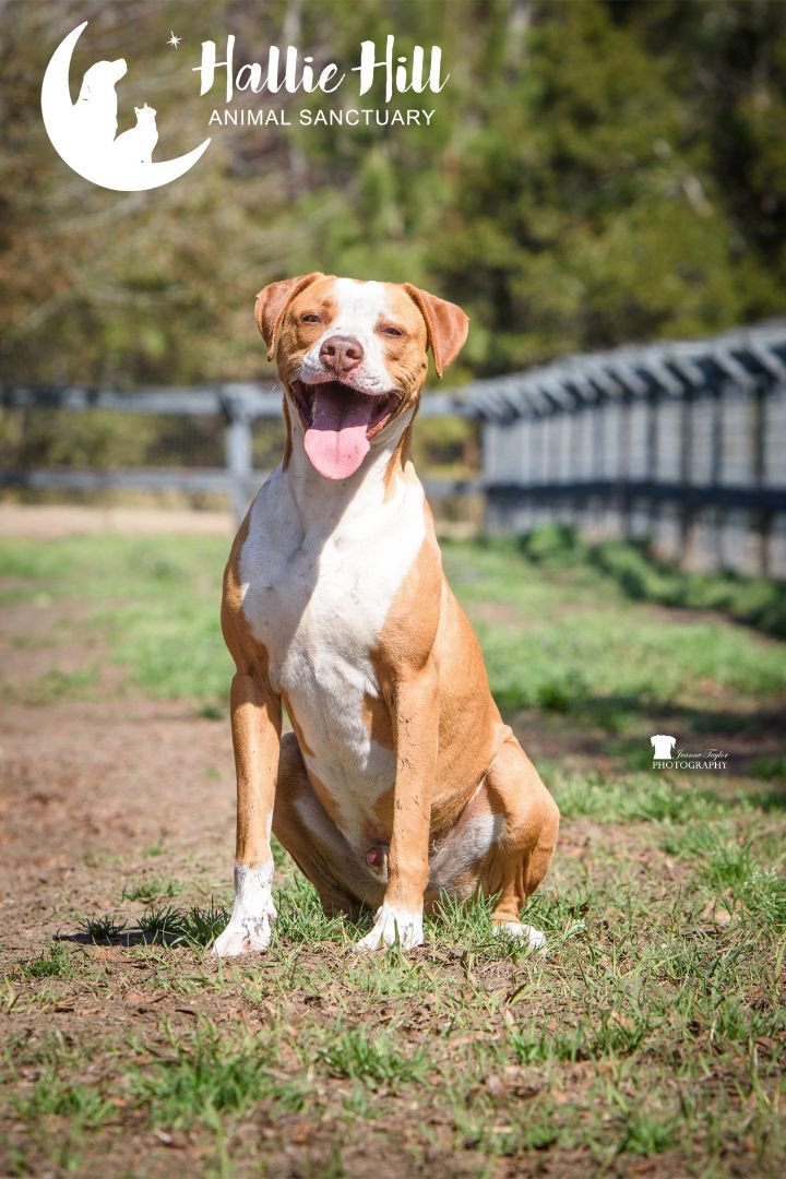 Simon, a Adoptable mixed breed in Hollywood, SC image 2/6