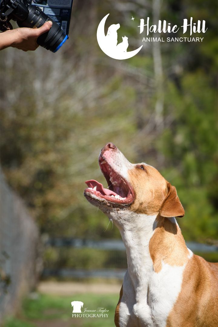 Simon, a Adoptable mixed breed in Hollywood, SC image 3/6