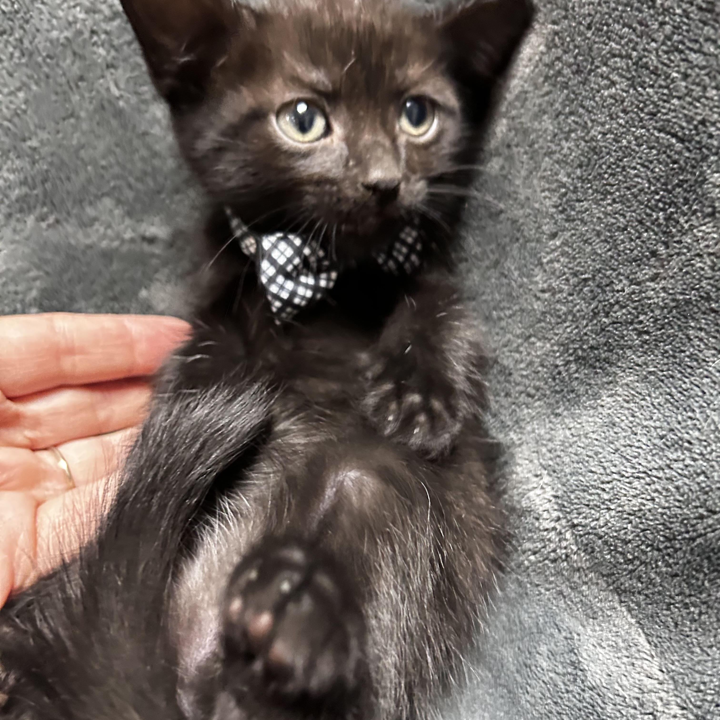 Enlarge Linguine, a Adoptable Domestic Short Hair in Greensboro, NC image 1/2