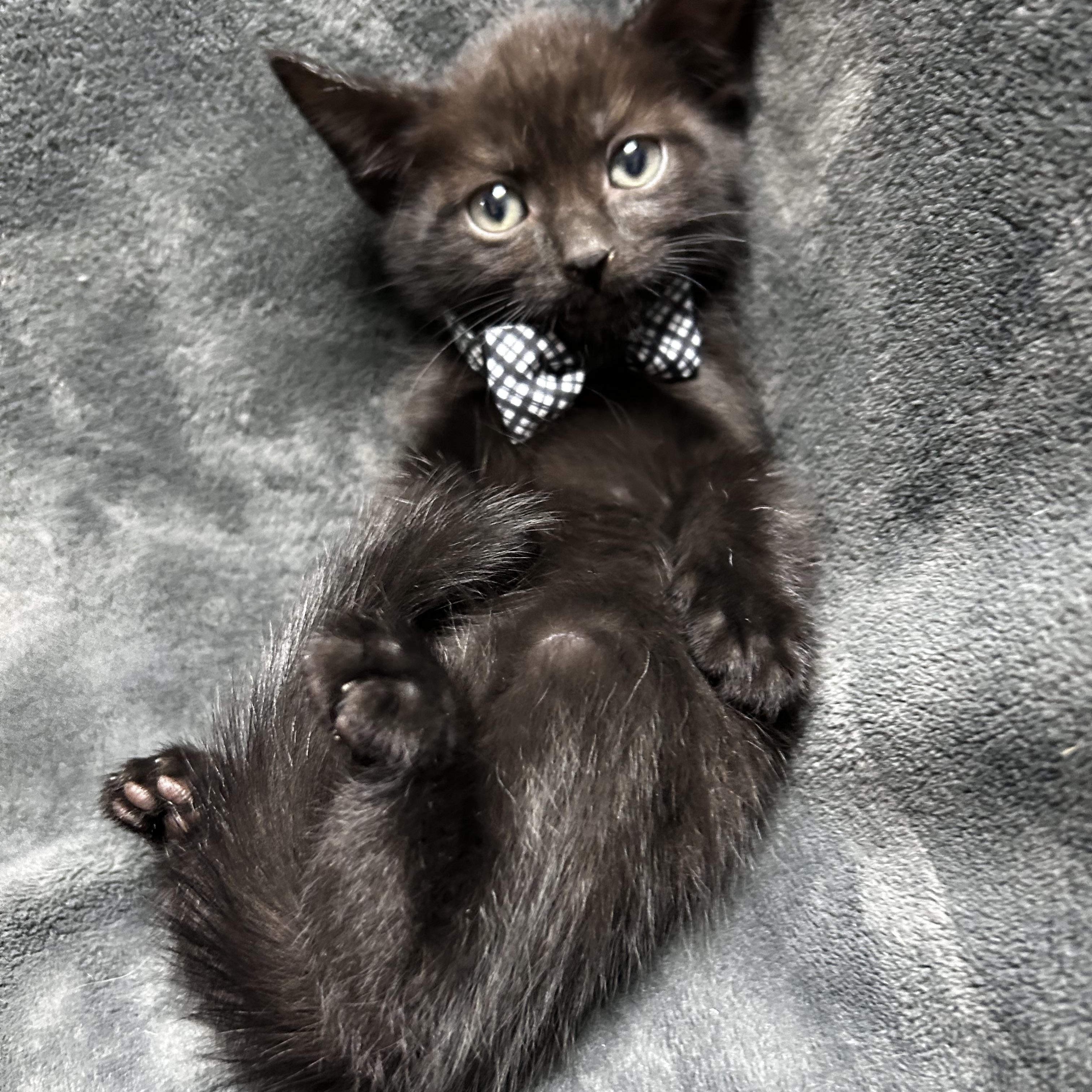 Linguine, Adoptable, Kitten Male Domestic Short Hair.