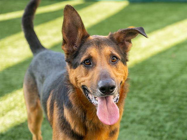 POSSUM, Adoptable, Adult Male German Shepherd Dog.