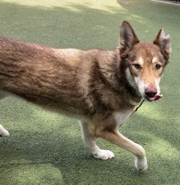 Enlarge Leonardo, a Adoptable mixed breed in Oceanside, CA image 1/1