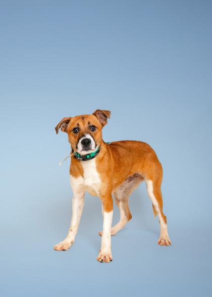 Iridessa, Adoptable, Young Female Mixed Breed & Mixed Breed.