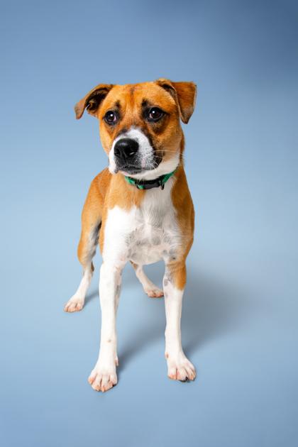 Enlarge Iridessa, a Adoptable mixed breed in Sevierville, TN image 1/3