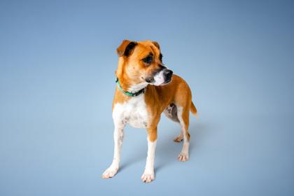 Enlarge Iridessa, a Adoptable mixed breed in Sevierville, TN image 2/3