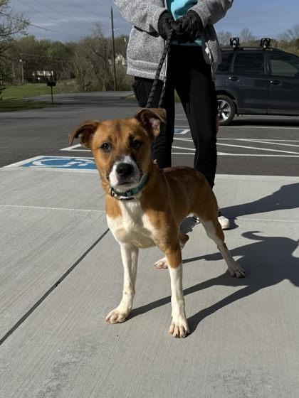 Enlarge Iridessa, a Adoptable mixed breed in Sevierville, TN image 2/3