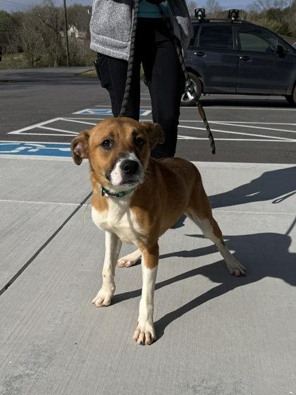 Iridessa, Adoptable, Young Female Mixed Breed & Mixed Breed.