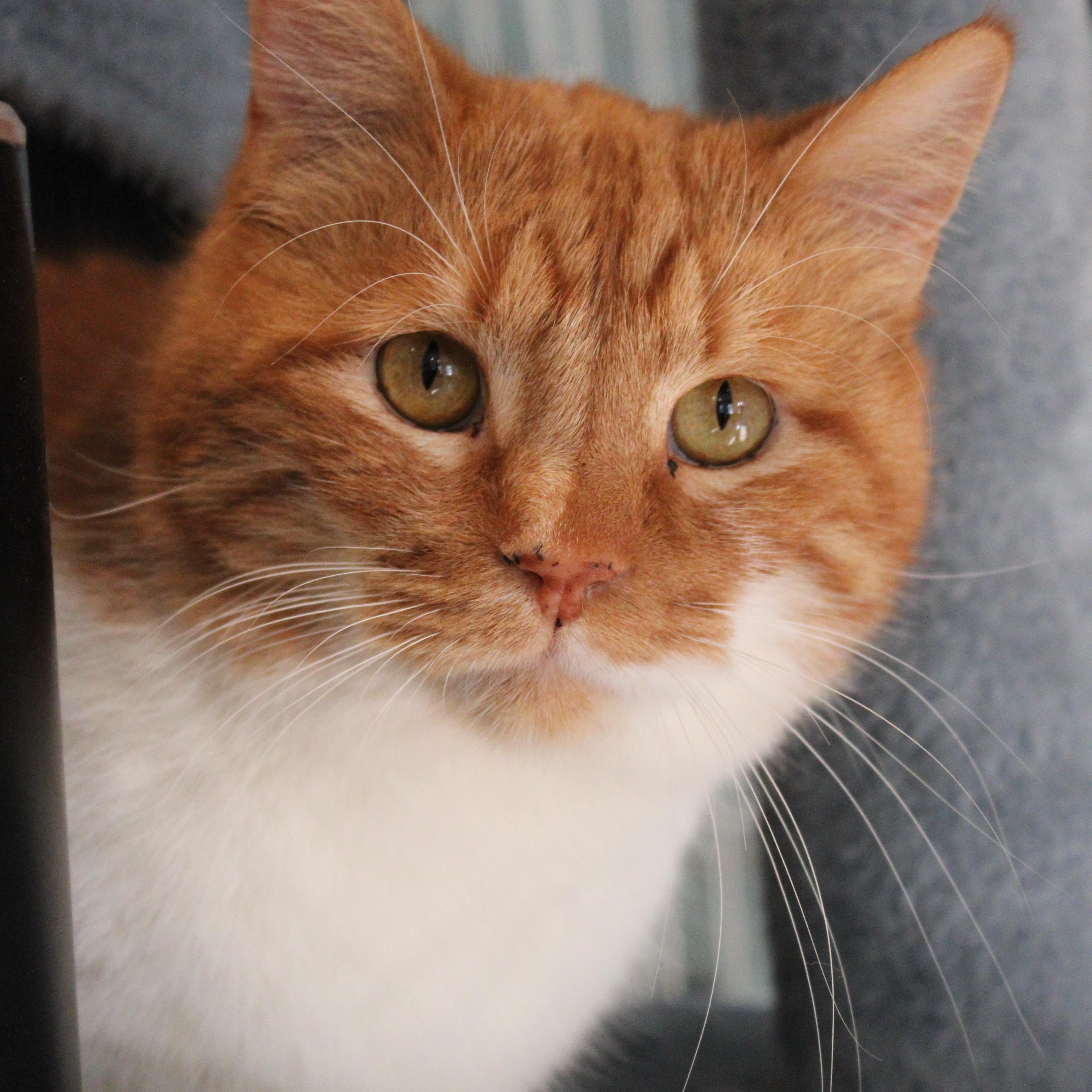 Jaime, ADOPTABLE, Young Male Domestic Medium Hair.