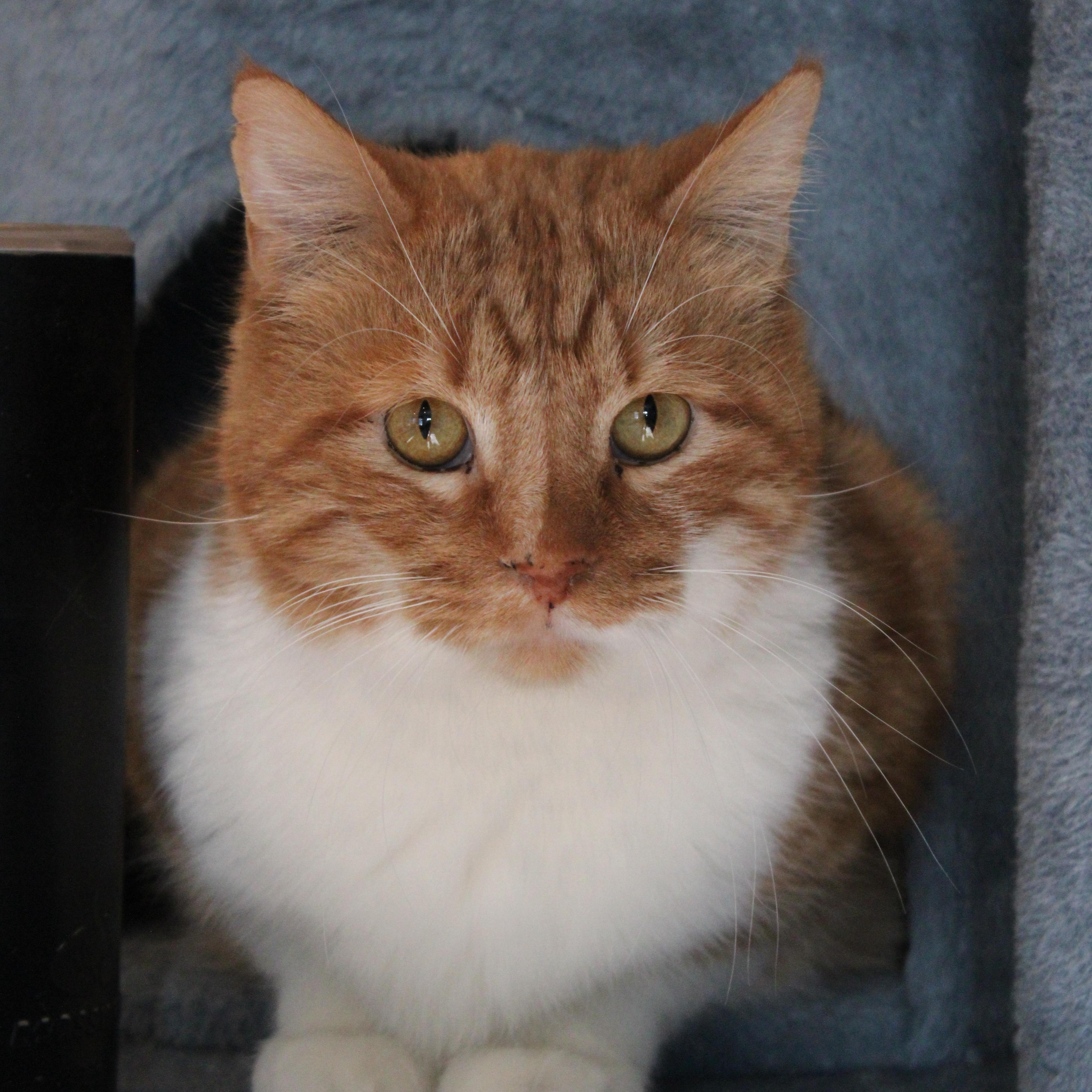 Enlarge Jaime, an adopted Domestic Medium Hair in Heathsville, VA image 2/2