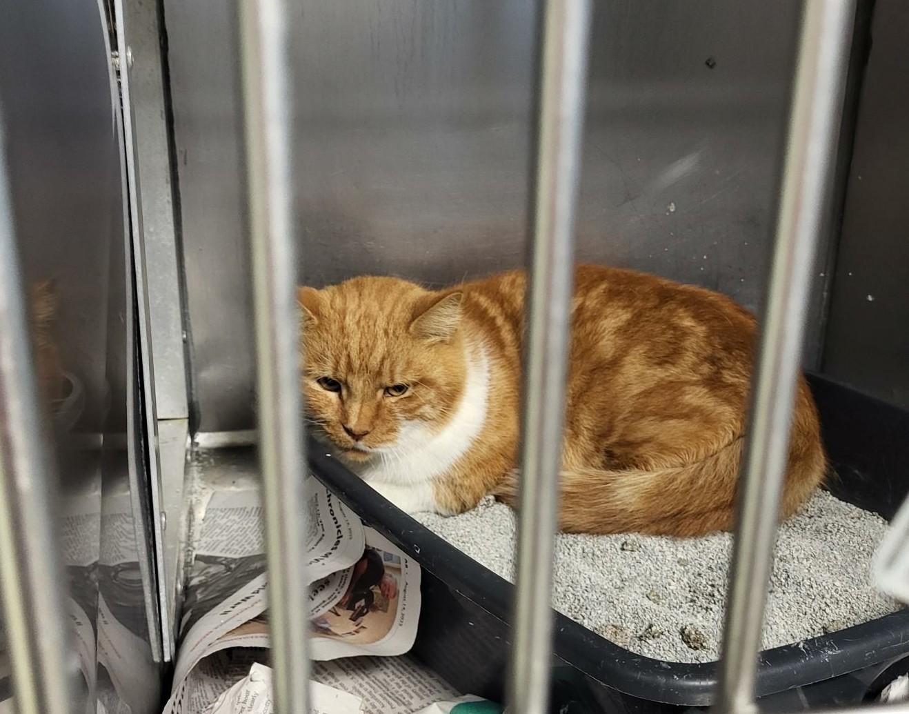 Enlarge Jaime, a ADOPTABLE Domestic Medium Hair in Heathsville, VA image 1/2