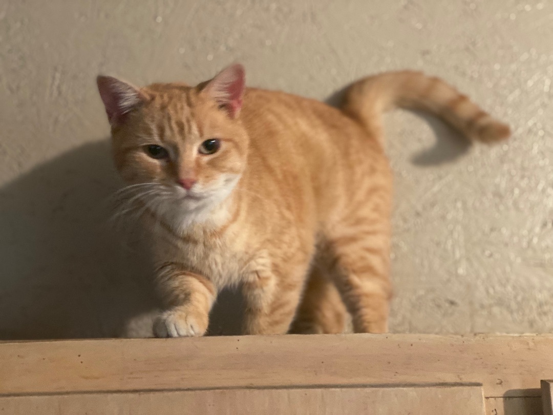 Nutmeg, a Adoptable Domestic Short Hair in Eagleville, TN image 1/4