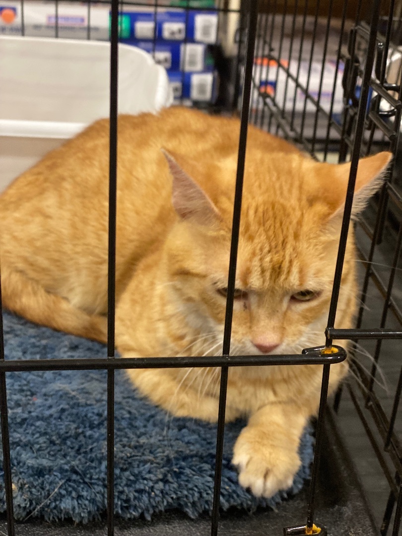 Cat for adoption Nutmeg, a Domestic Short Hair in Eagleville, TN