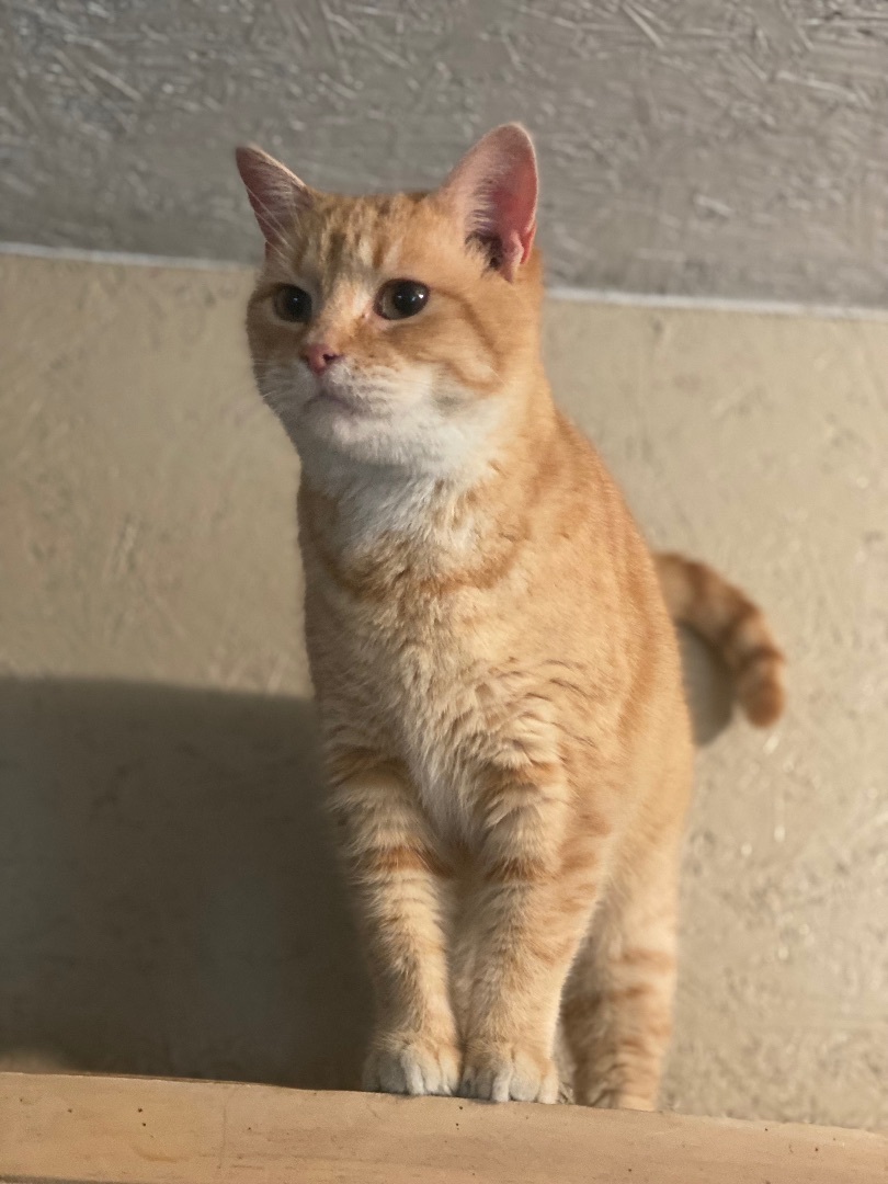 Nutmeg, a Adoptable Domestic Short Hair in Eagleville, TN image 3/4