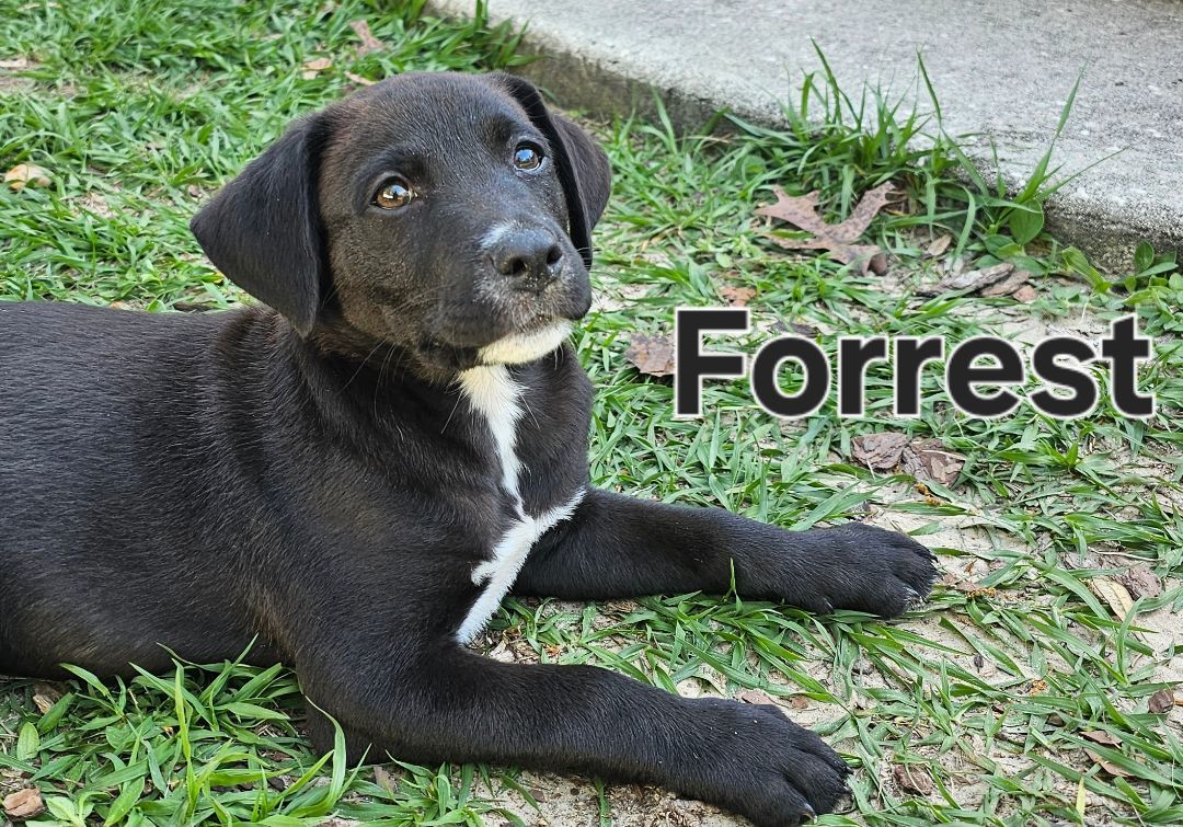 Forrest 3