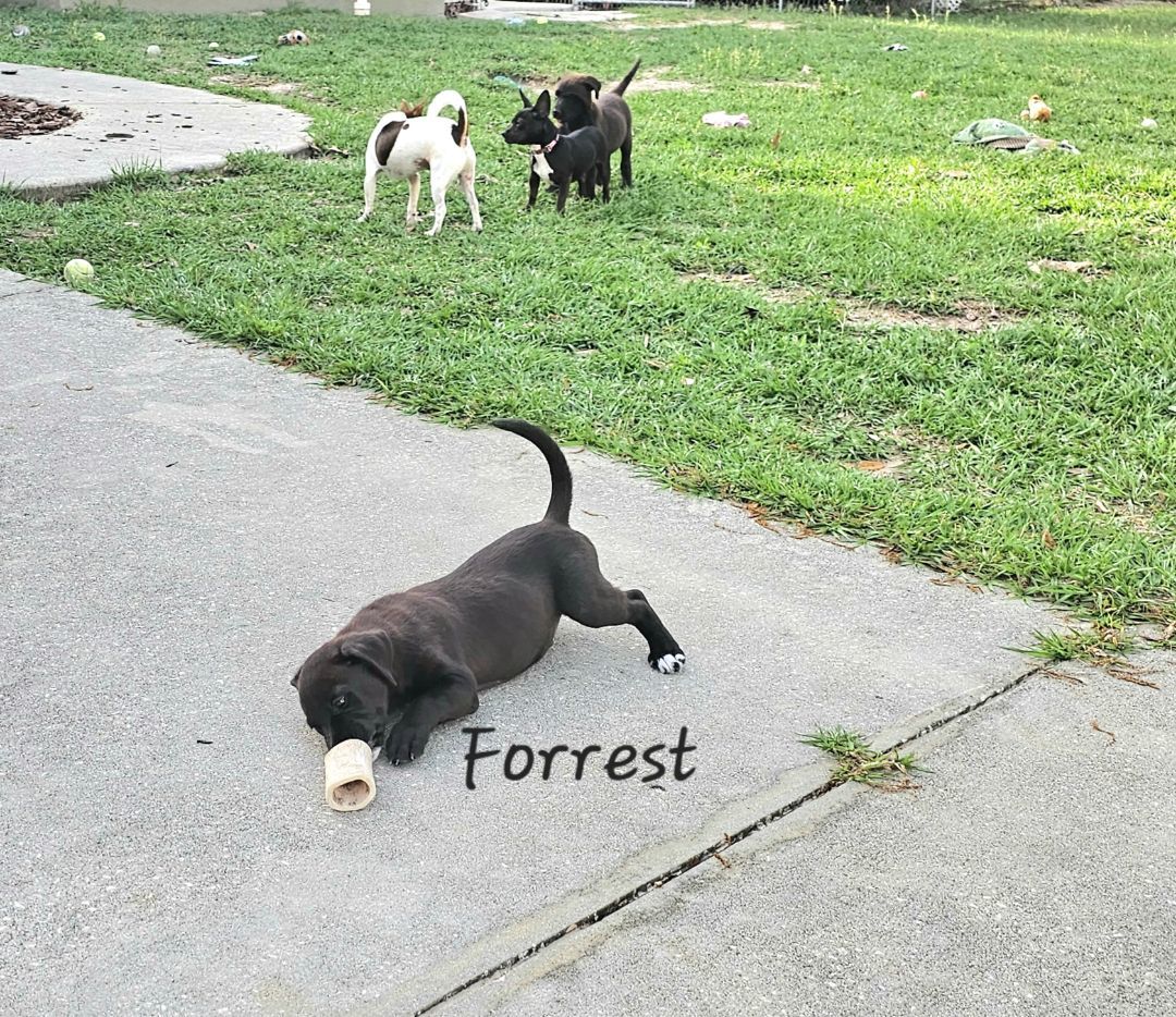 Forrest 2