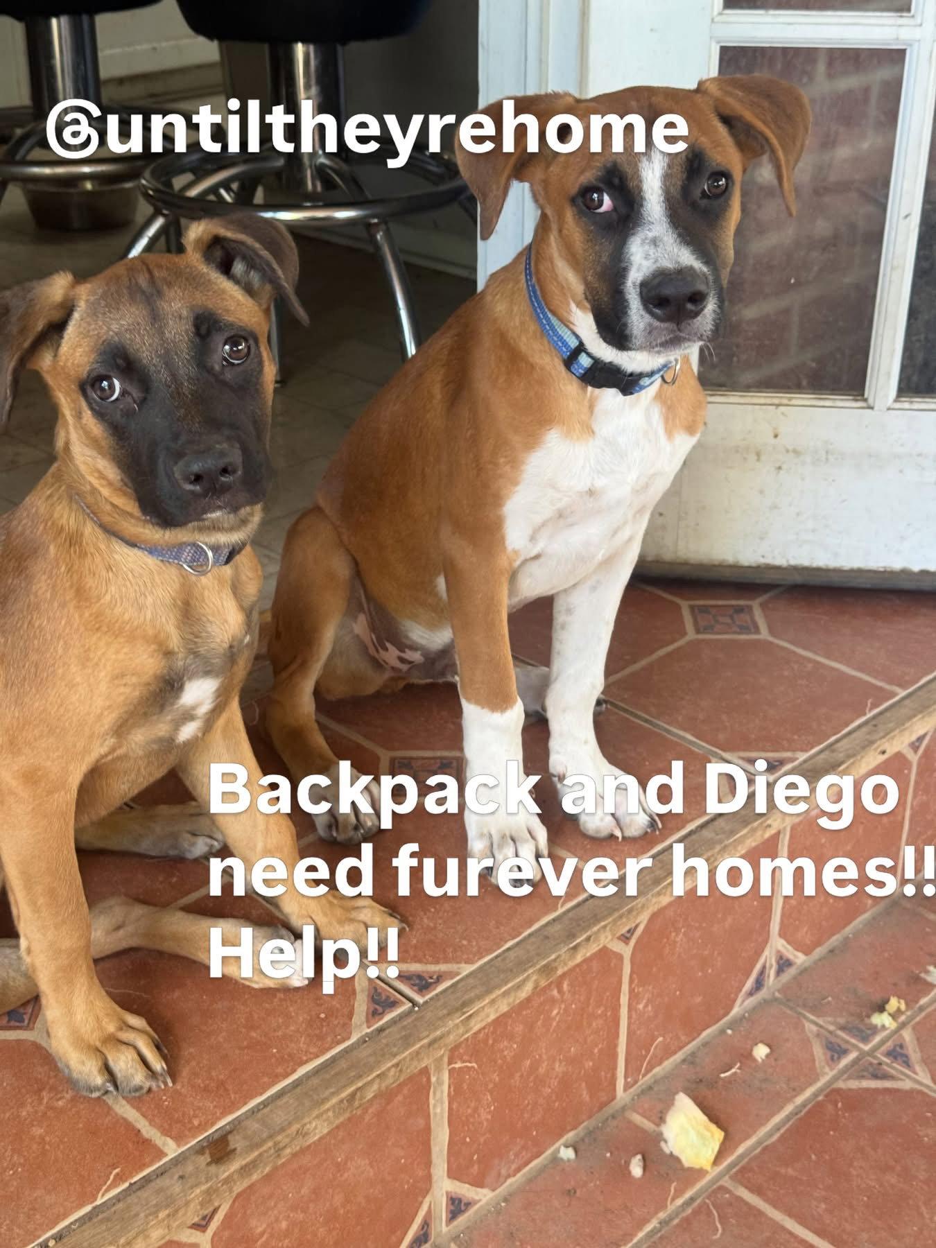 Enlarge Diego, a Adoptable Mixed Breed in Fort Collins, CO image 2/3