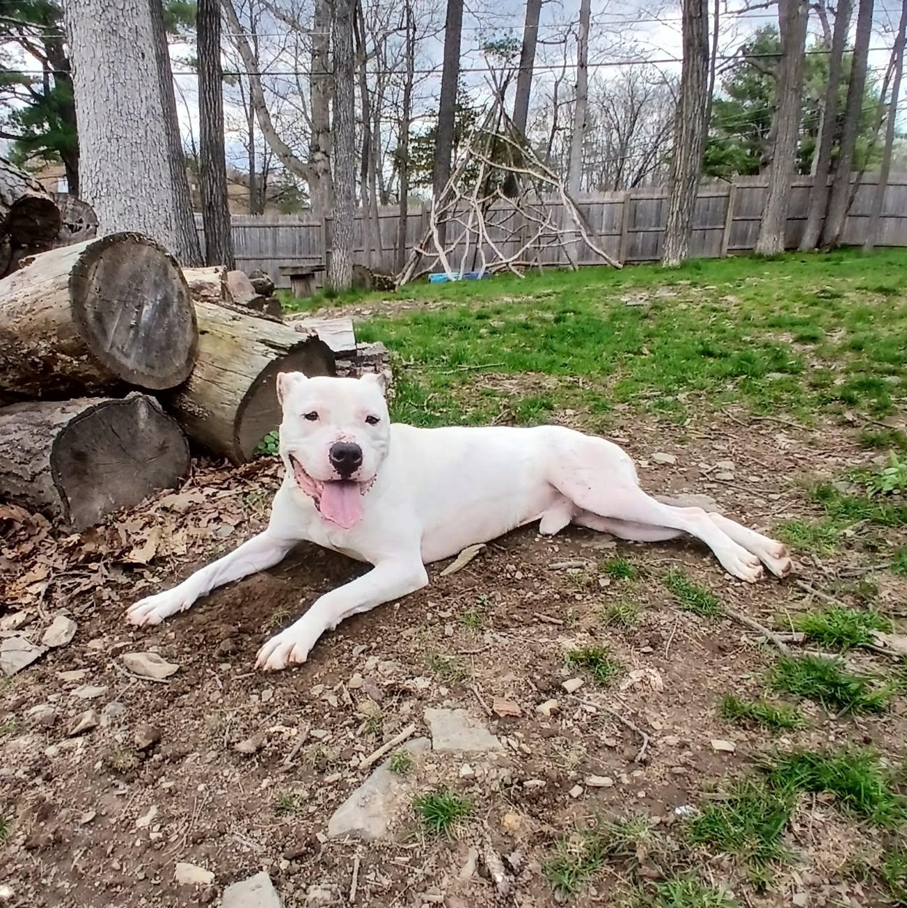Enlarge Clarke, a Adoptable mixed breed in Saugerties, NY image 3/6