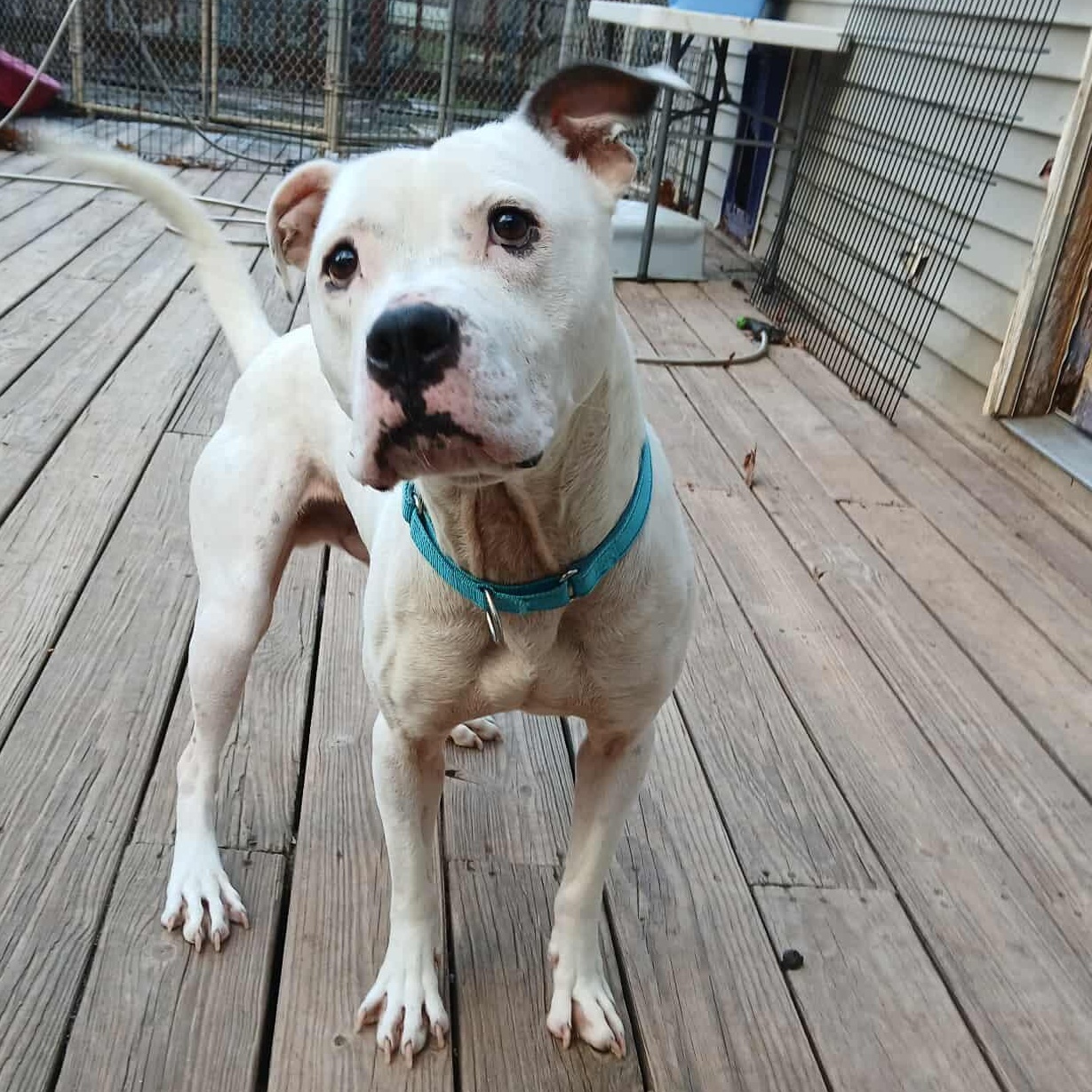 Clarke, a Adoptable mixed breed in Saugerties, NY image 4/4