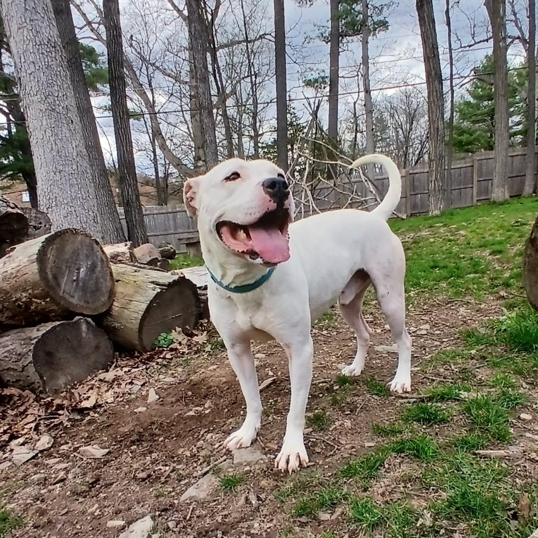 Enlarge Clarke, a Adoptable mixed breed in Saugerties, NY image 2/6