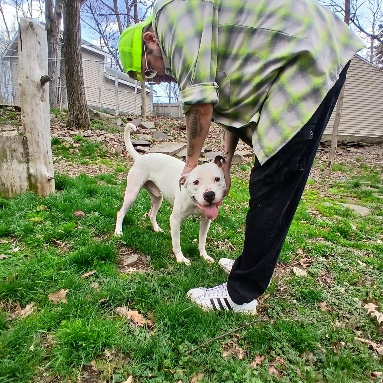 Clarke, a Adoptable mixed breed in Saugerties, NY image 1/6