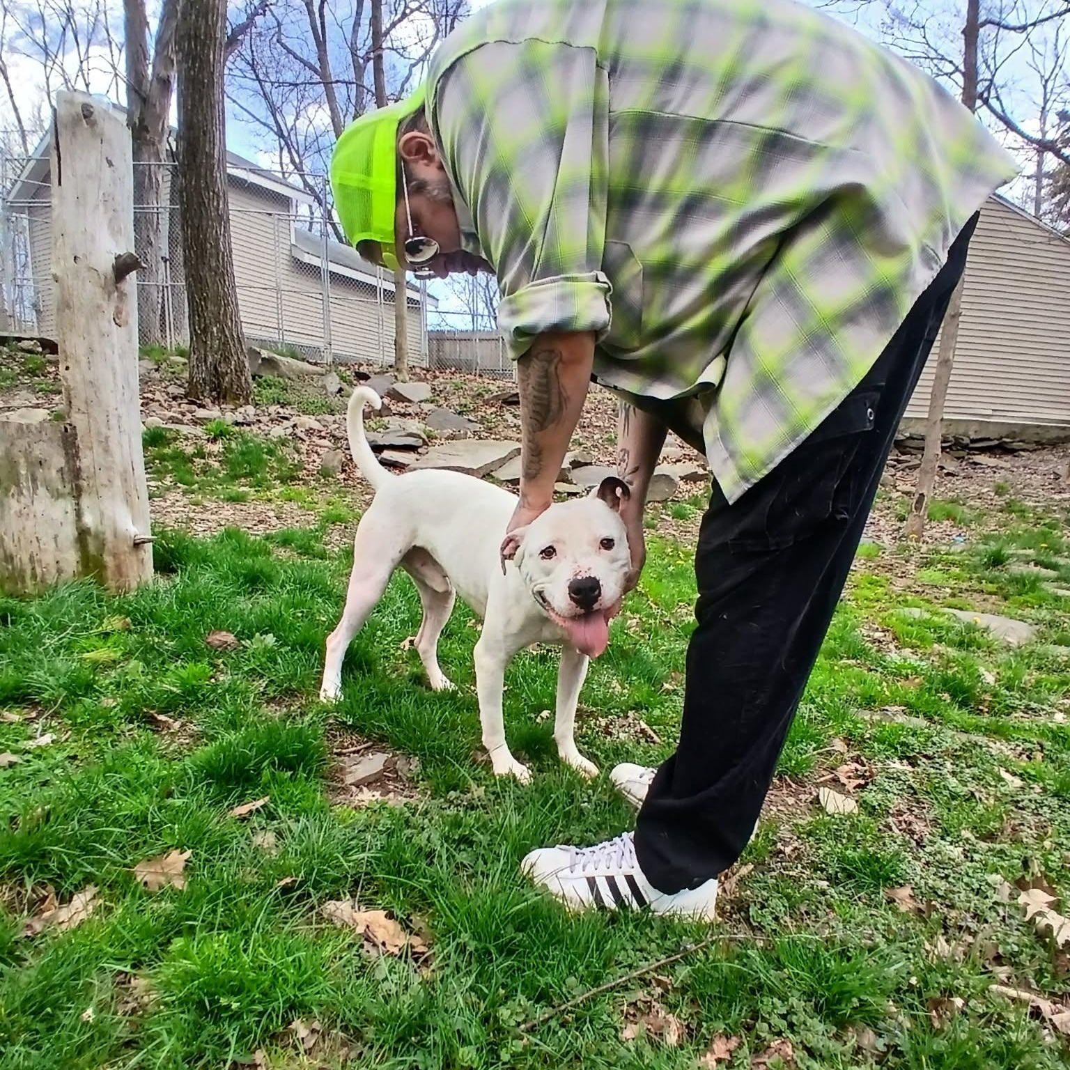 Enlarge Clarke, a Adoptable mixed breed in Saugerties, NY image 4/6