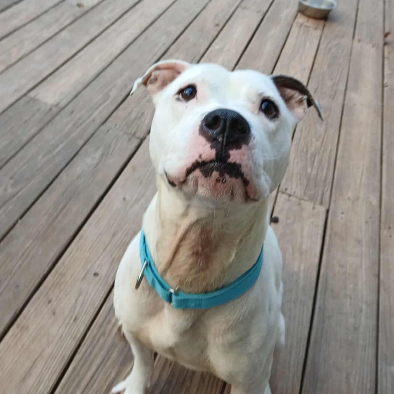 Clarke, a Adoptable mixed breed in Saugerties, NY image 3/4