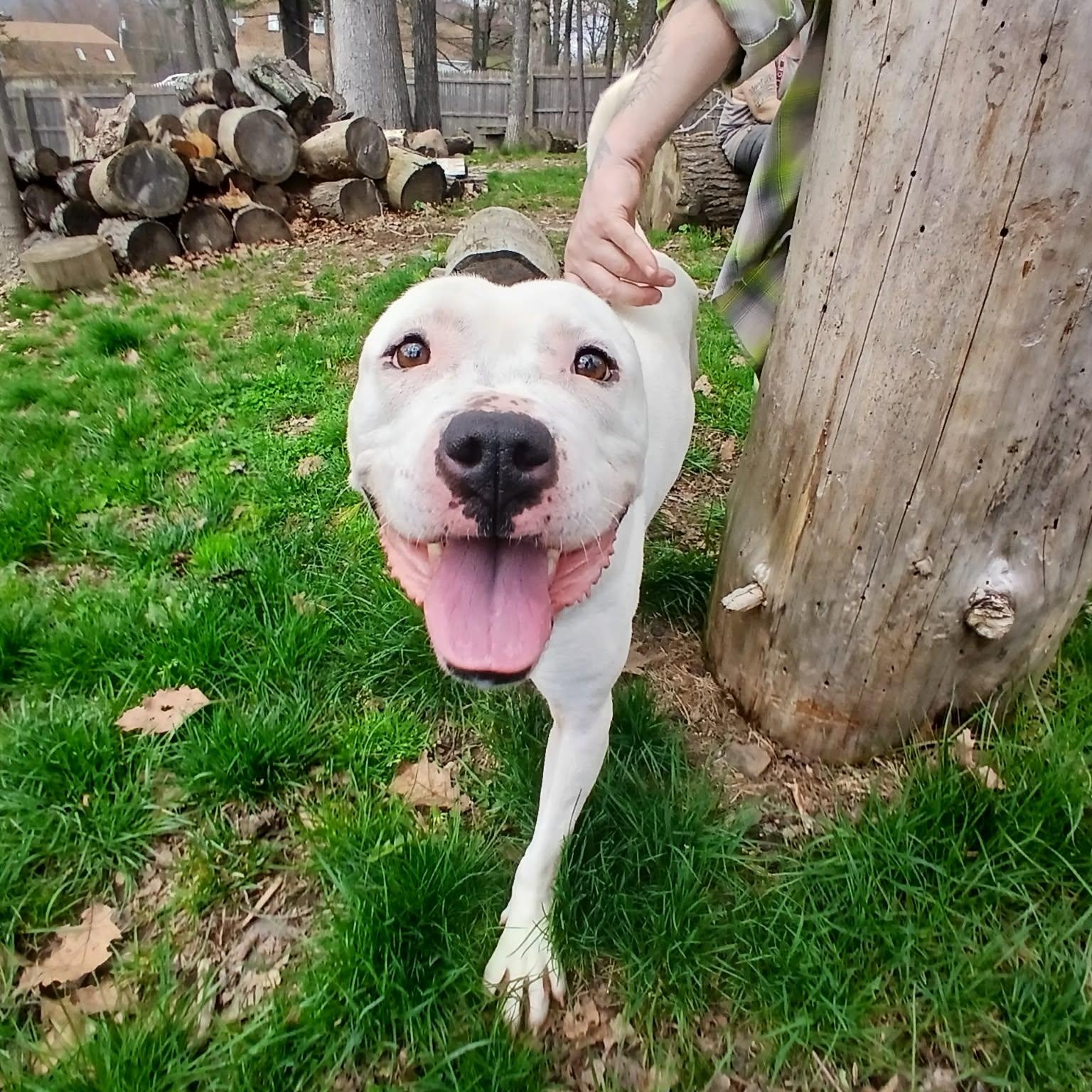 Clarke, Adoptable, Adult Male American Bully.
