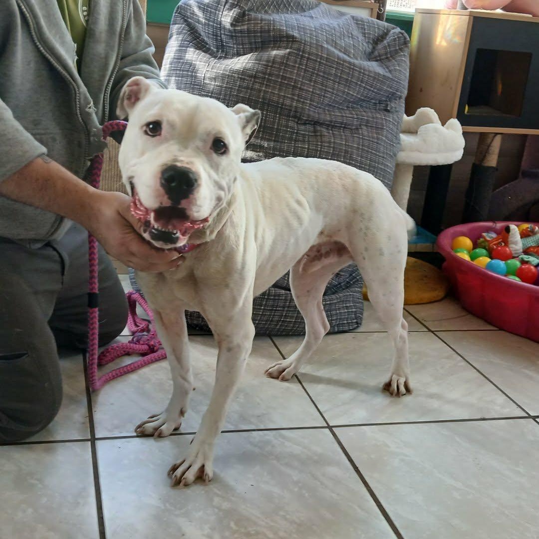 Clarke, a Adoptable mixed breed in Saugerties, NY image 2/4