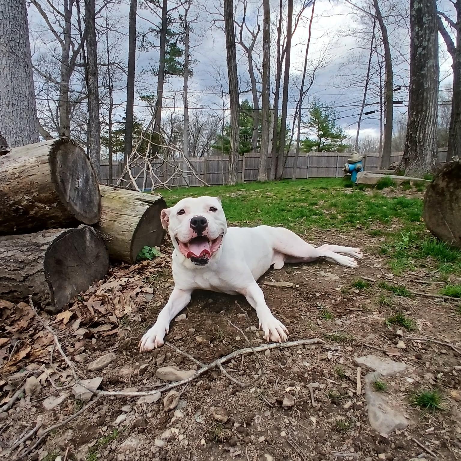 Enlarge Clarke, a Adoptable mixed breed in Saugerties, NY image 6/6