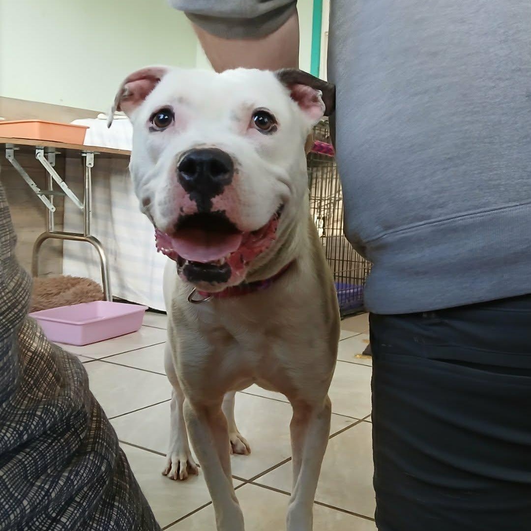 Clarke, a Adoptable mixed breed in Saugerties, NY image 1/4